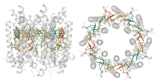 Exciton and Polaritonic Transport