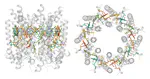 Exciton and Polaritonic Transport
